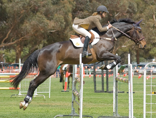 horse jumping